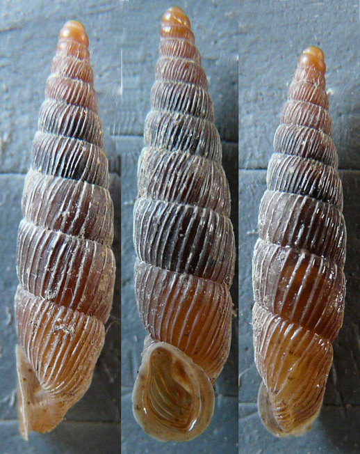 Charpentieria stenzii